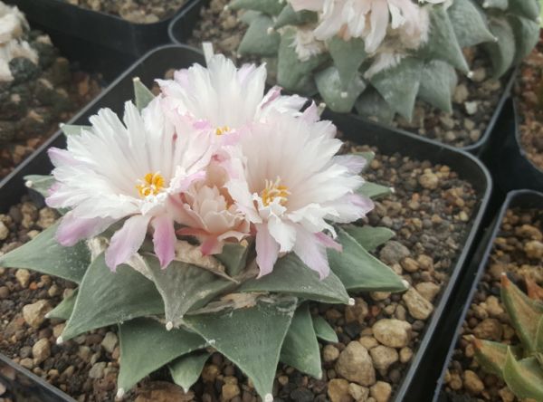 Ariocarpus furfuraceus Gen. Cepeda